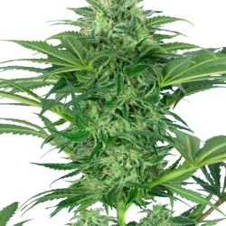 Skunk Dream CBD