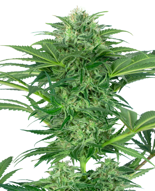 Skunk Dream CBD