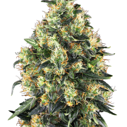 Super Skunk Auto