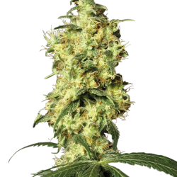 White Widow Auto