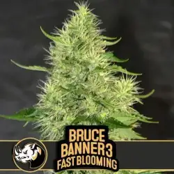 Bruce Banner #3 Fast Blooming