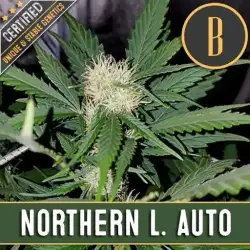 Northern Lights Auto