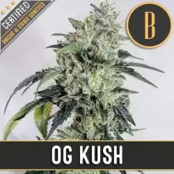 OG Kush Seeds