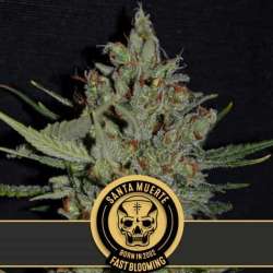 Santa Muerte Fast Blooming