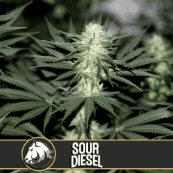 Sour Diesel