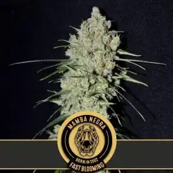 Mamba Negra Fast Blooming
