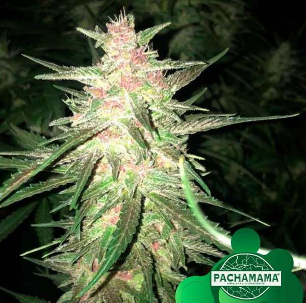 Black Jack