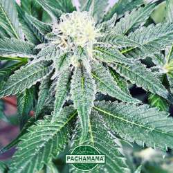 CBD auto