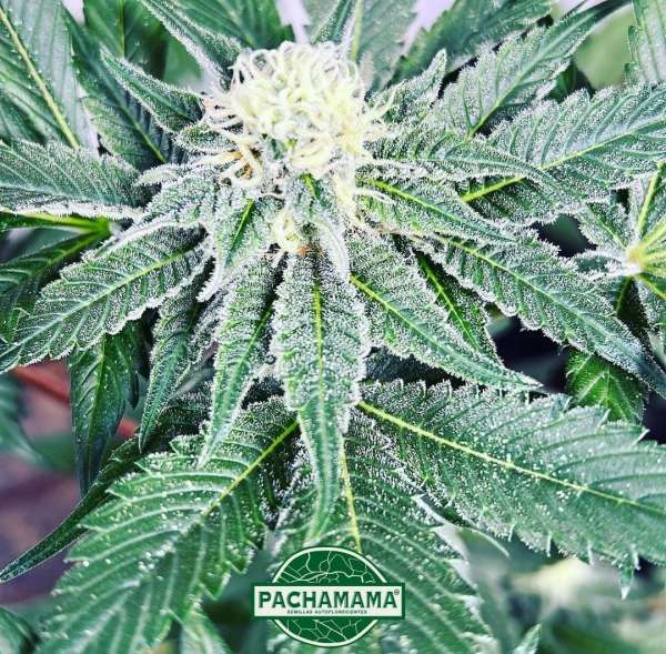 CBD auto