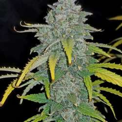 Blue Dream Matic Auto
