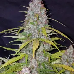 Californian Snow Auto