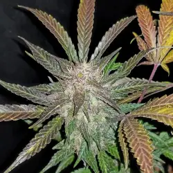 Cream Cookies Auto