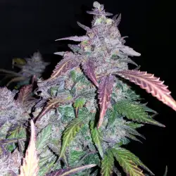 Fastberry Auto