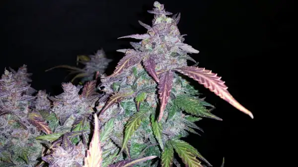 Fastberry Auto