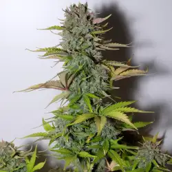 G14 Auto