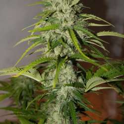 Grapefruit Auto