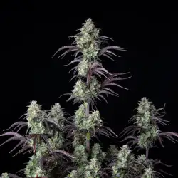 Mimosa Cake Auto
