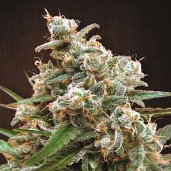 Nepal Jam