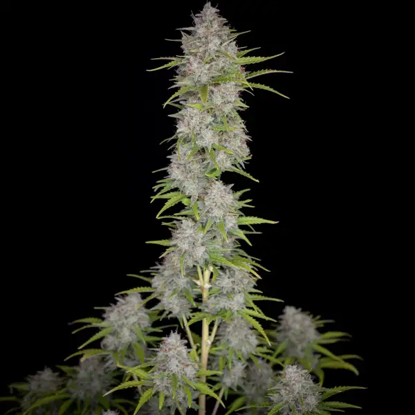 Orange Sherbet Auto