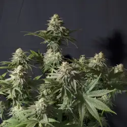 Orange Sherbet FF