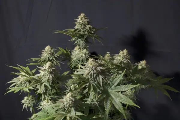 Orange Sherbet FF