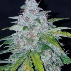 Six Shooter Auto
