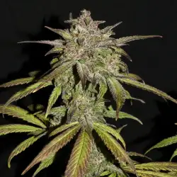 Smoothie Auto