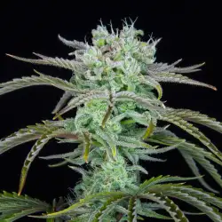 Strawberry Banana Auto