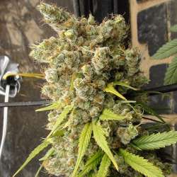 Super Malawi Haze