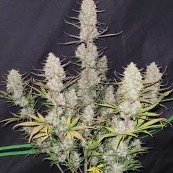 Tropicana Cookies Auto
