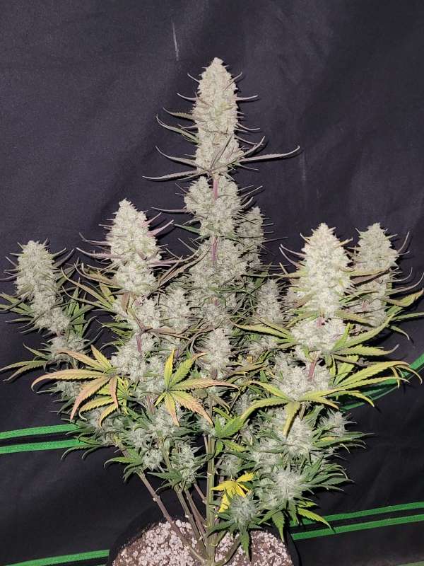 Tropicana Cookies Auto