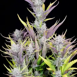 Wedding Glue Auto