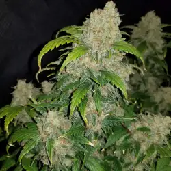 Zkittlez Auto