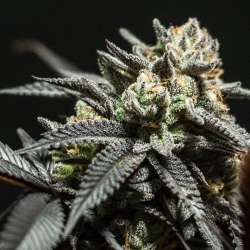 CH1439XMT Choco OG