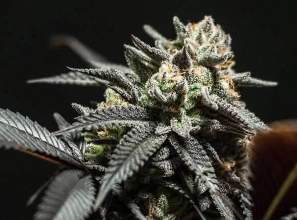 CH1439XMT Choco OG
