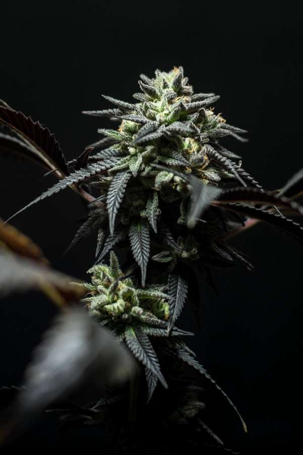 CH1439XMT Choco OG - Image 2