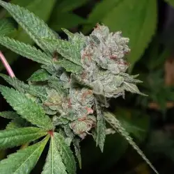 OG 324