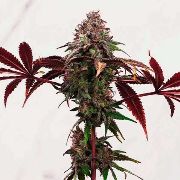 Phantom Ice - Image 2