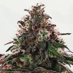 Phantom Ice