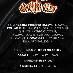 Cabra Infierno Haze Regular