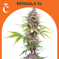 Bengala XL Auto