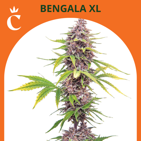 Bengala XL Auto