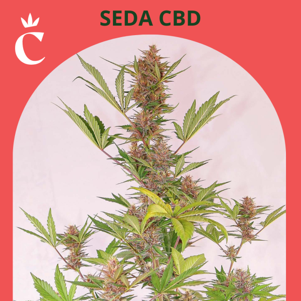 Seda CBD Auto