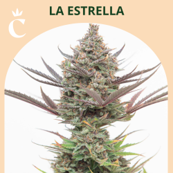 La Estrella Auto