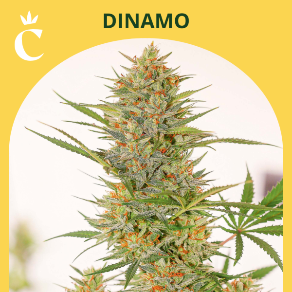 Dinamo Auto