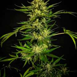 Diamond Auto
