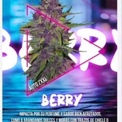 Auto Berry