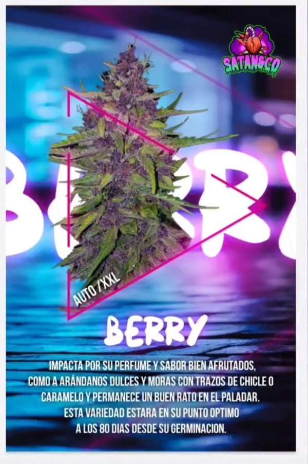 Auto Berry