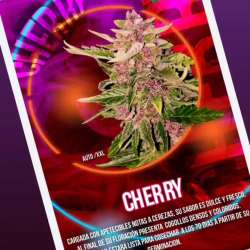 Auto Cherry