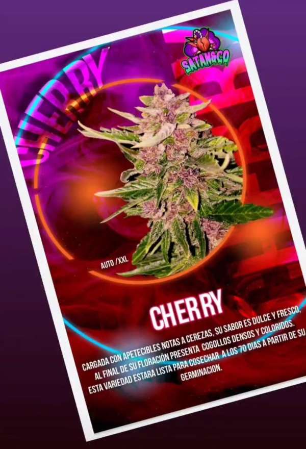 Auto Cherry